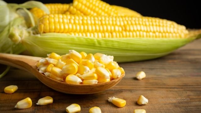 Corn Varieties